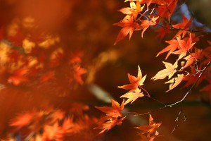 登記に使われる漢字　相続・会社の設立などなど