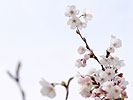 唐津で桜咲く？